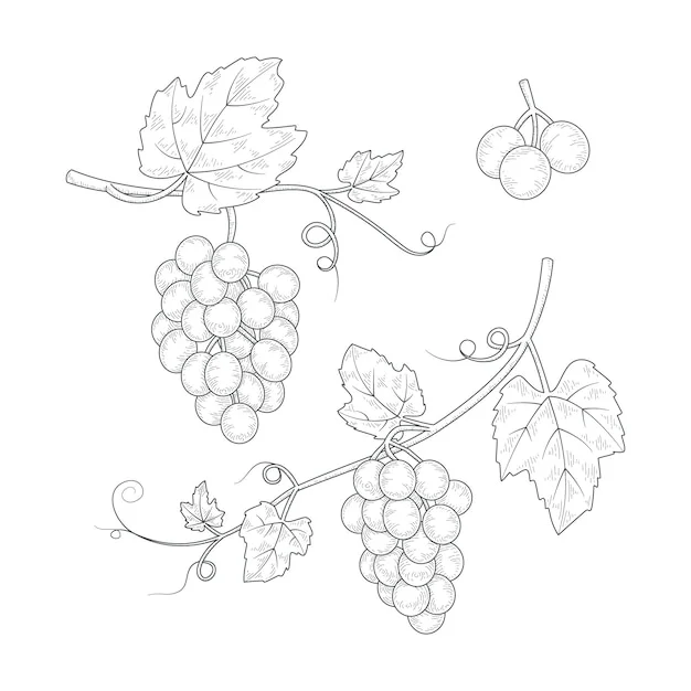 Dibujos para colorear e imprimir Grape