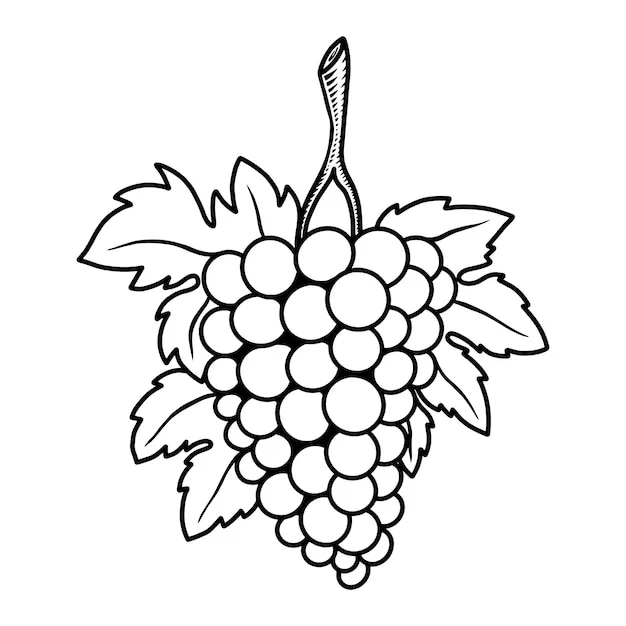 Grape coloring pages 36