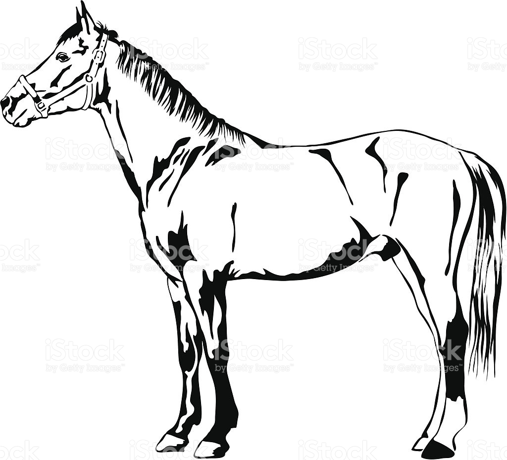 Dibujos para colorear e imprimir Horse