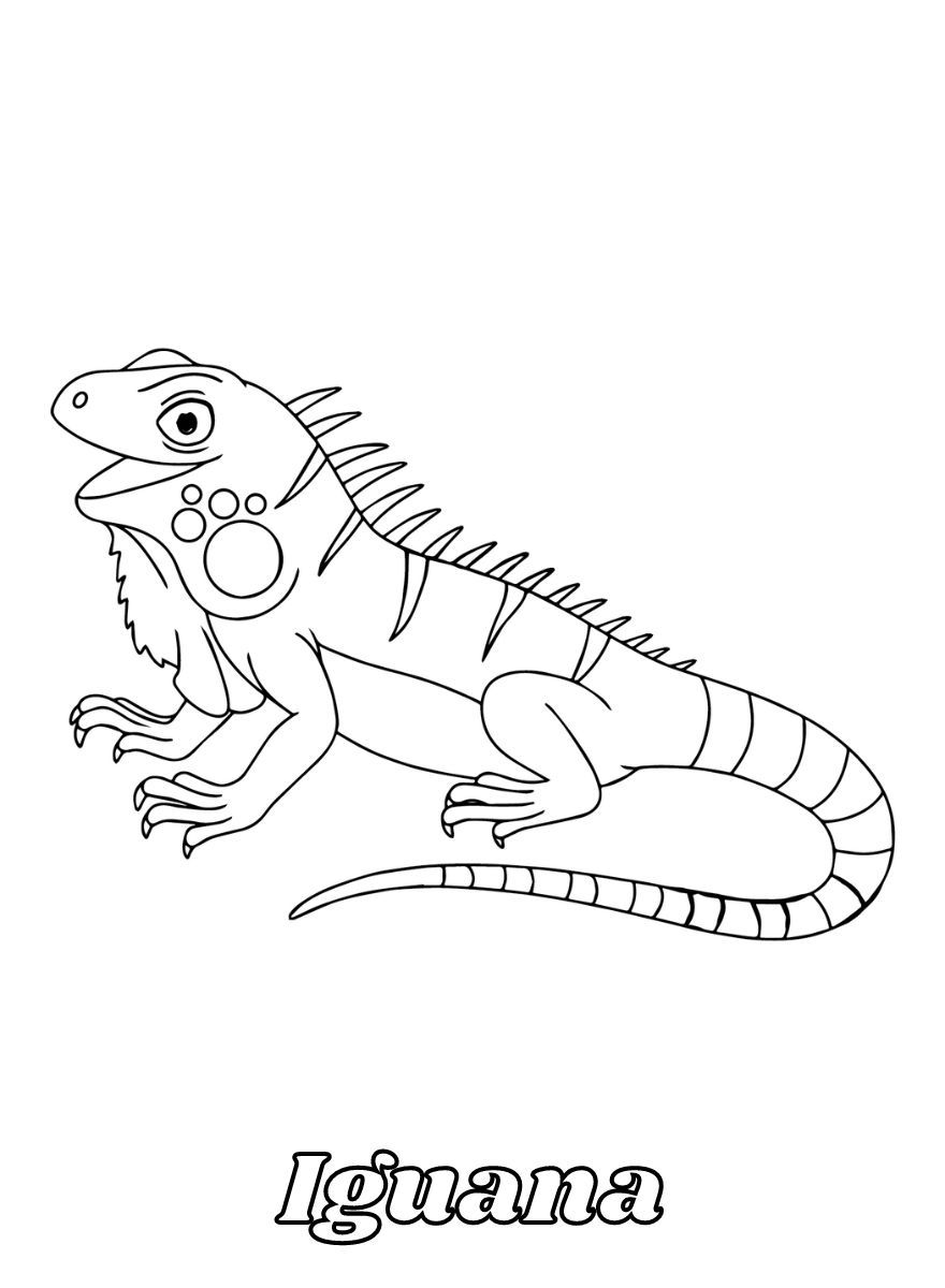 Dibujos para colorear e imprimir Iguana