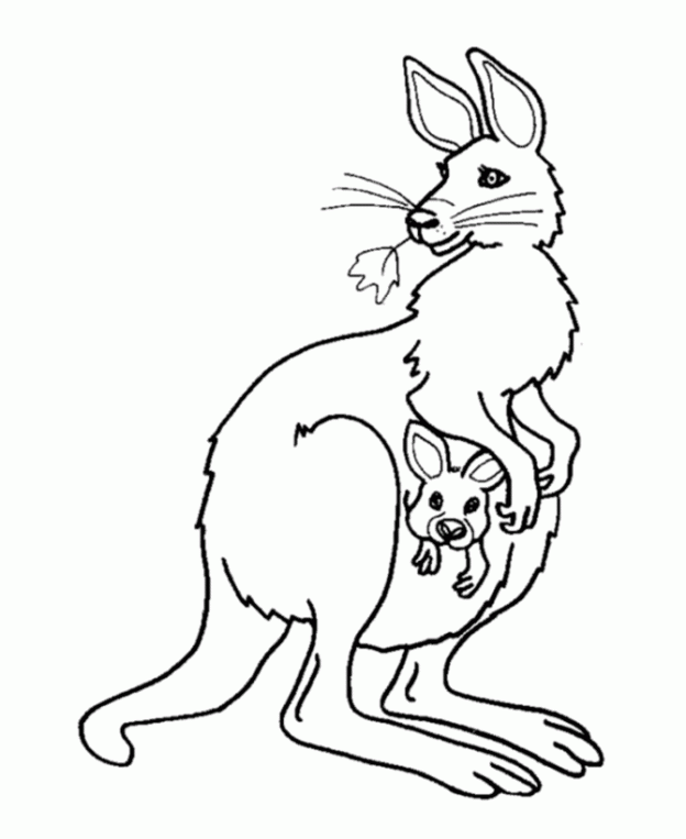 Dibujos para colorear e imprimir Kangaroo