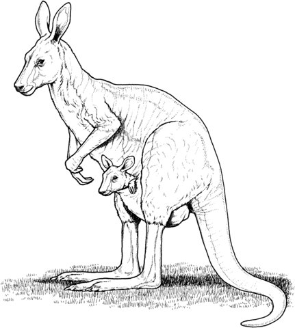 Kangaroo coloring pages 9