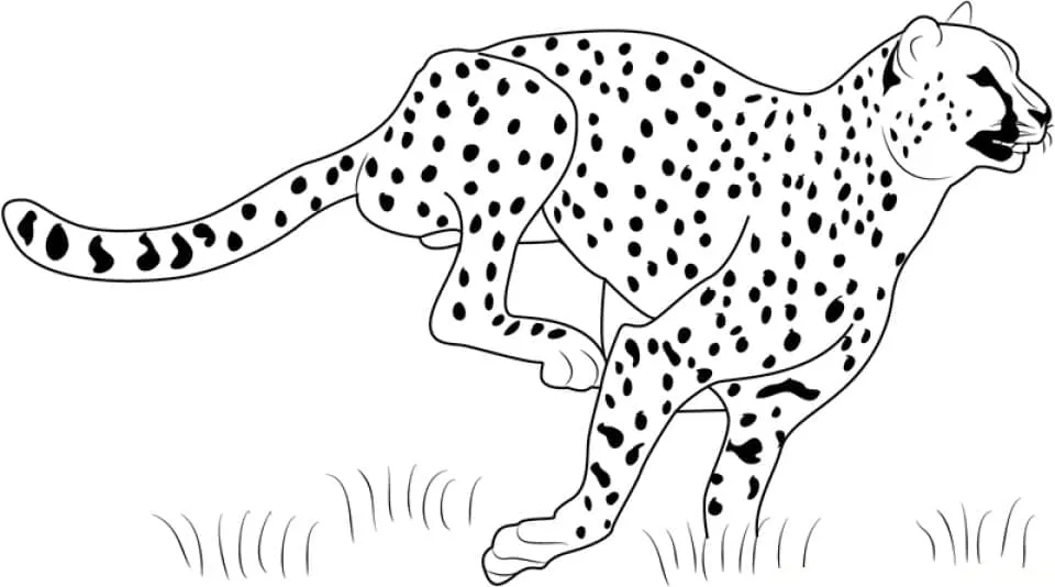 Dibujos para colorear e imprimir Leopard