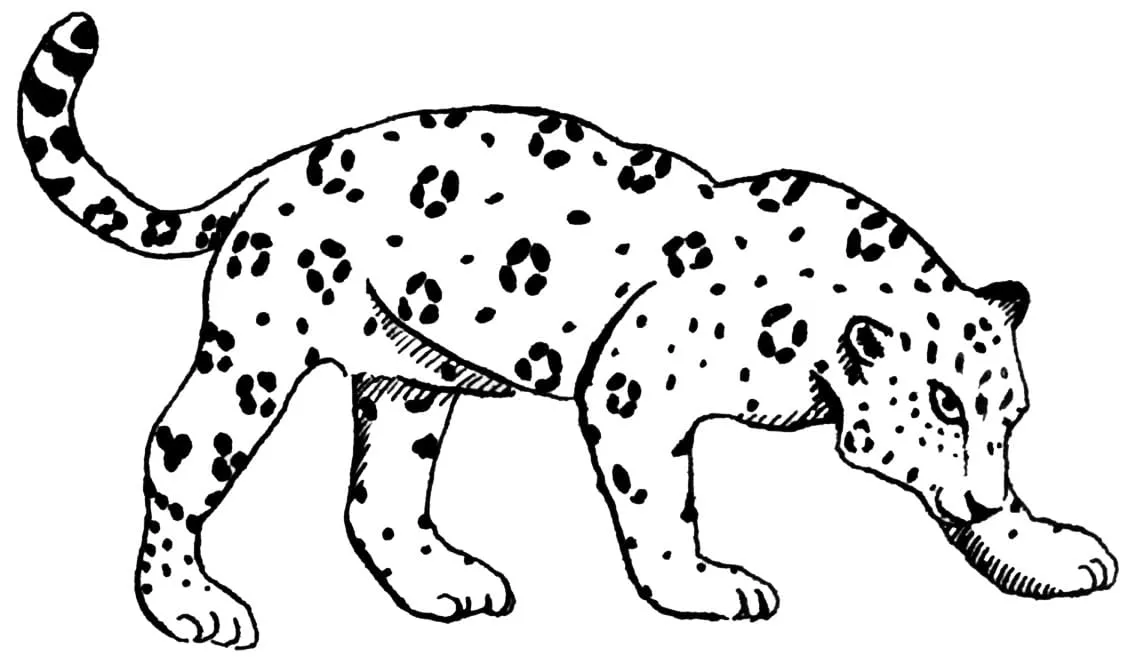 Dibujos para colorear e imprimir Leopard