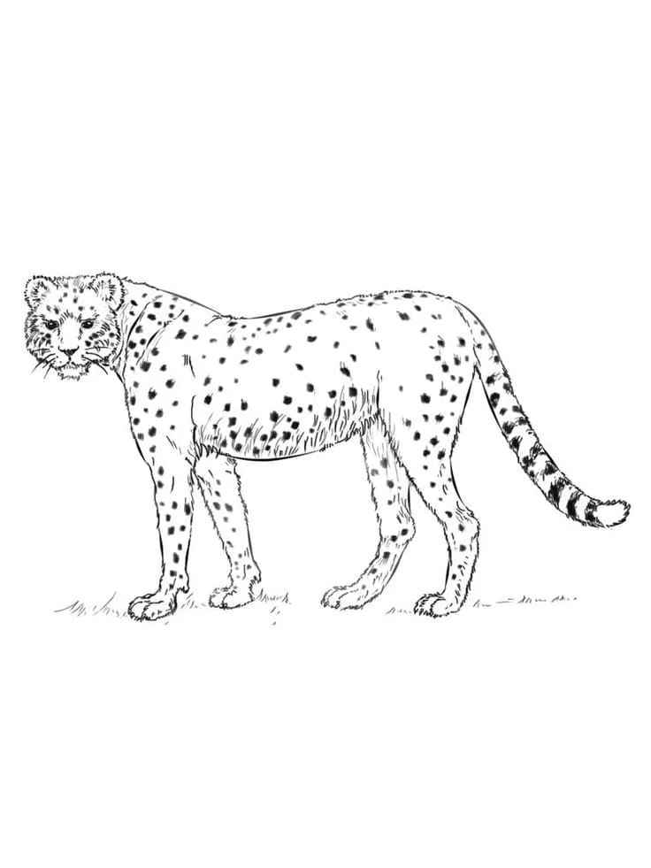 Dibujos para colorear e imprimir Leopard