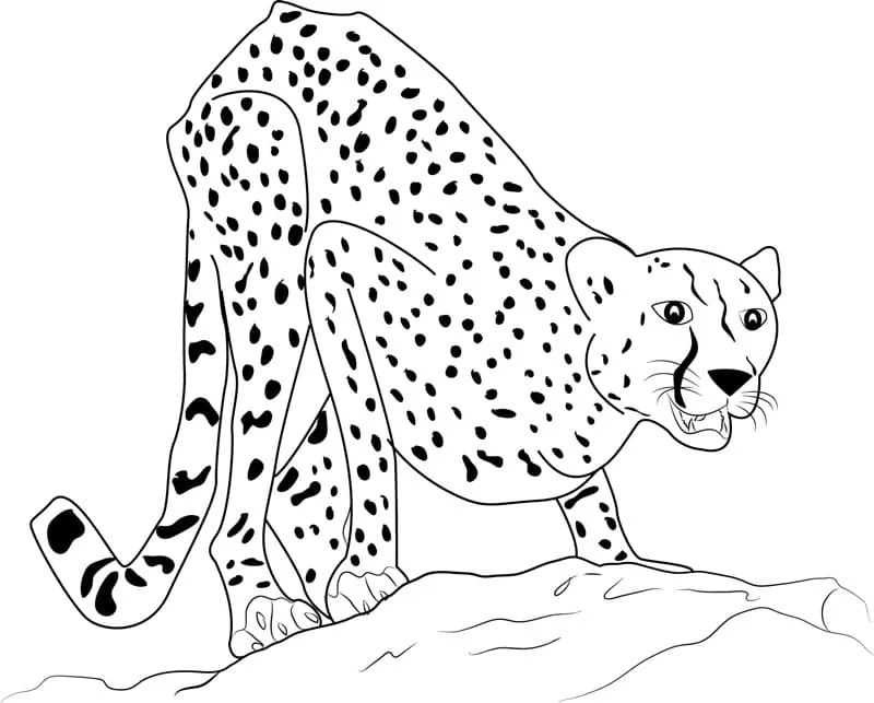 Dibujos para colorear e imprimir Leopard