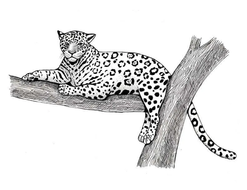 Dibujos para colorear e imprimir Leopard