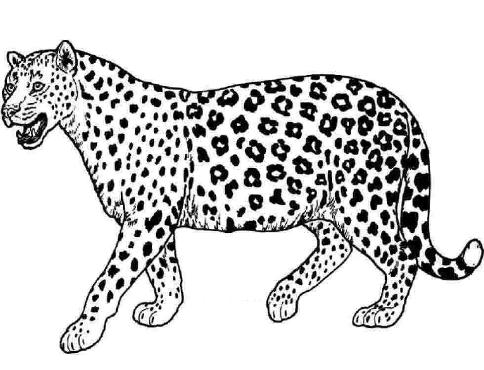 Dibujos para colorear e imprimir Leopard