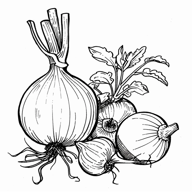 Dibujos para colorear e imprimir Onion