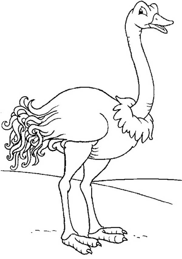 Dibujos para colorear e imprimir Ostrich