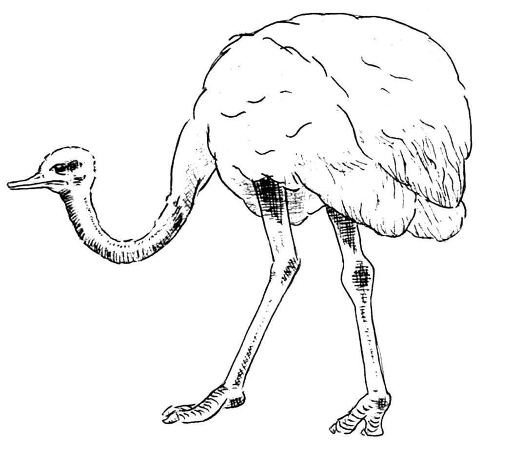 Dibujos para colorear e imprimir Ostrich