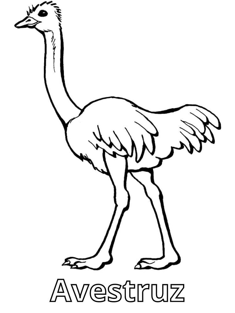 Dibujos para colorear e imprimir Ostrich