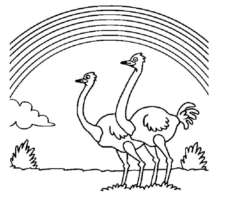 Dibujos para colorear e imprimir Ostrich