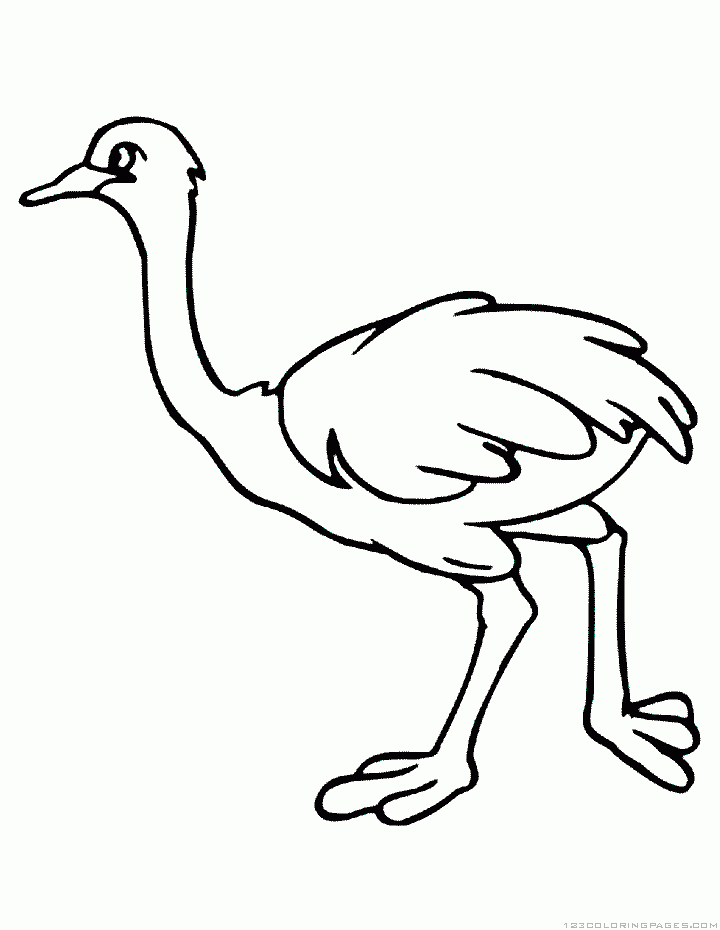 Dibujos para colorear e imprimir Ostrich