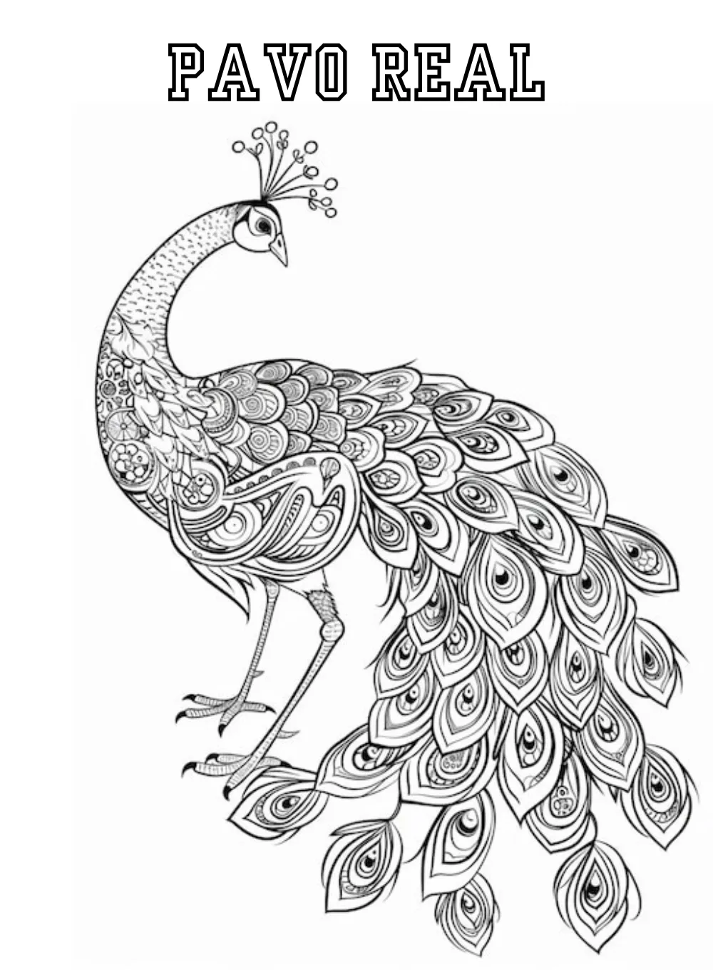 Dibujos para colorear e imprimir Peacock