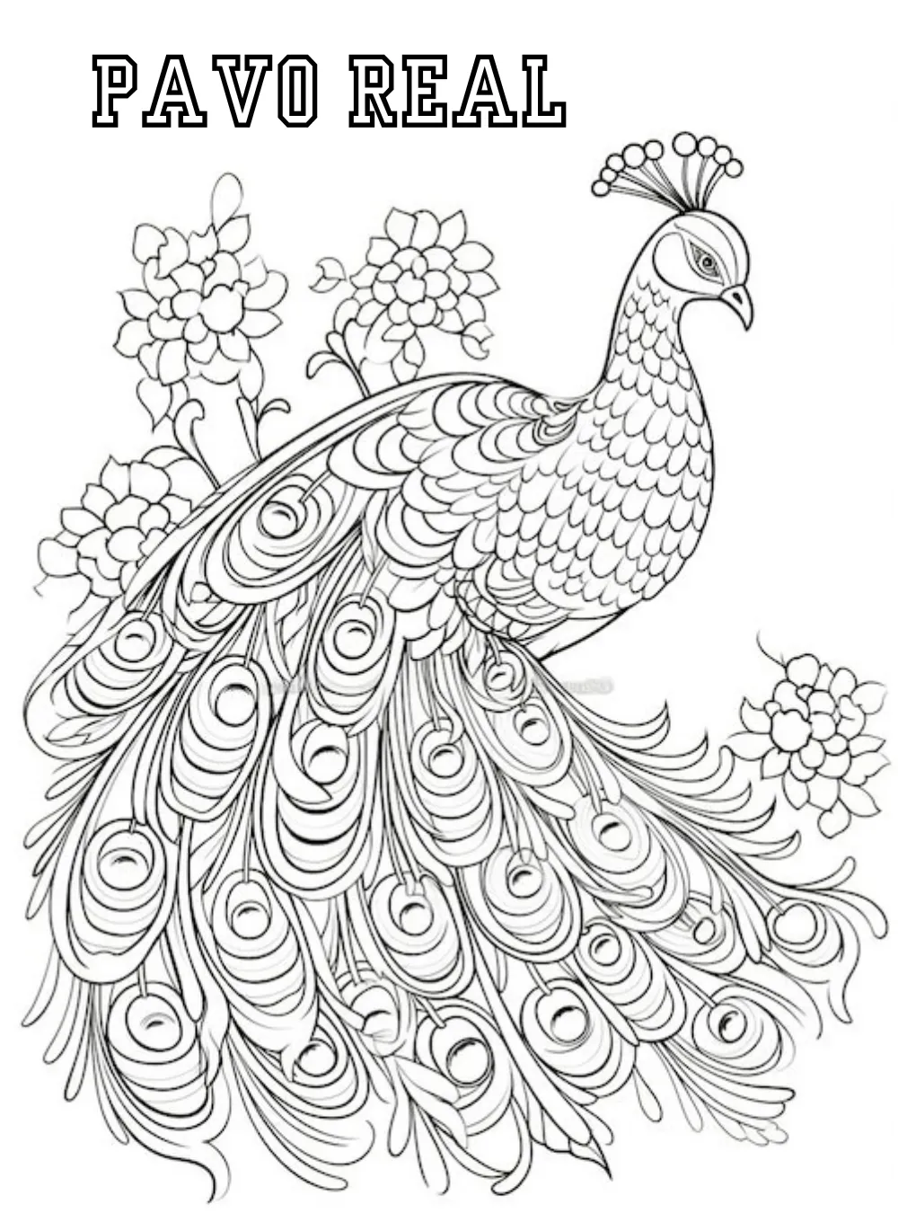 Dibujos para colorear e imprimir Peacock