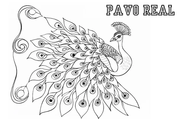 Dibujos para colorear e imprimir Peacock