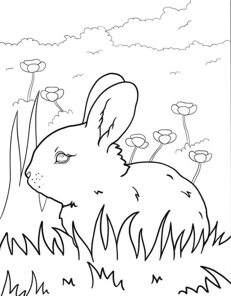 Dibujos para colorear e imprimir Rabbit