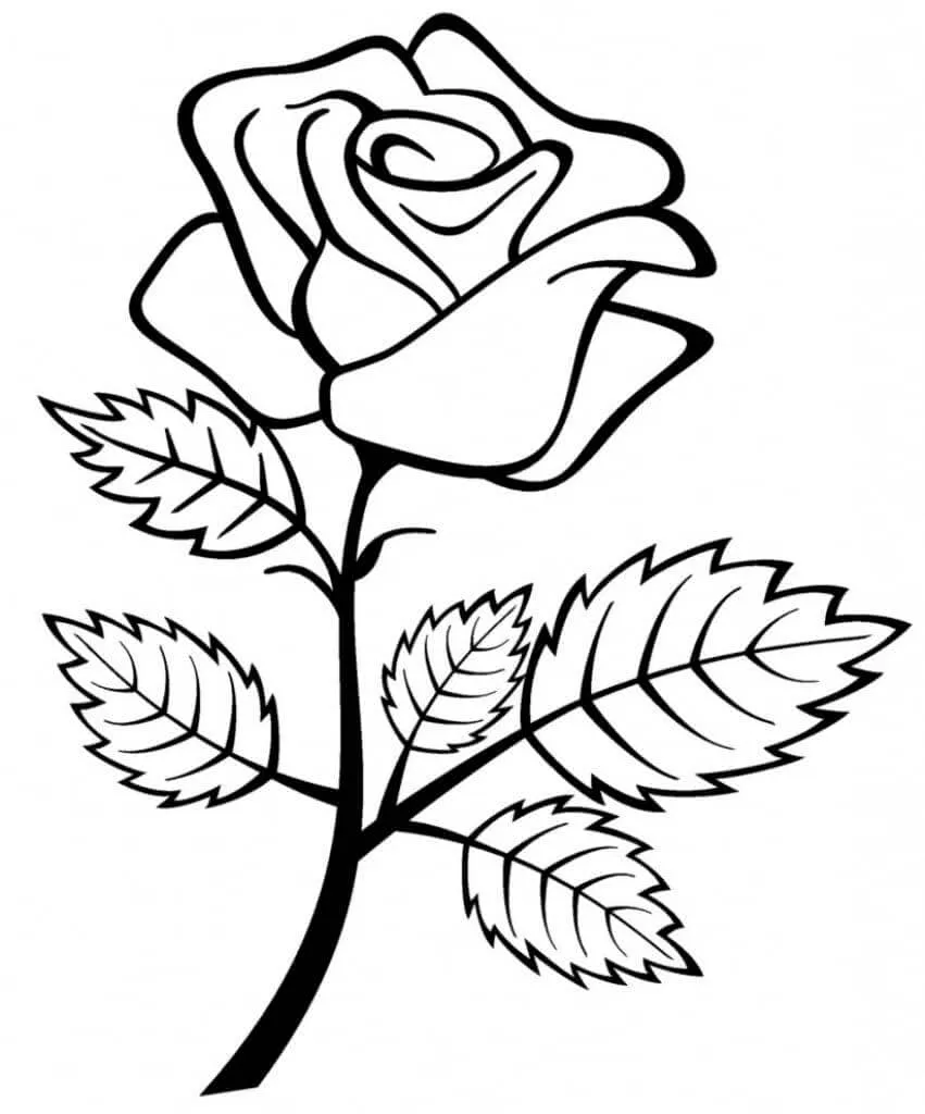 Dibujos para colorear e imprimir Roses