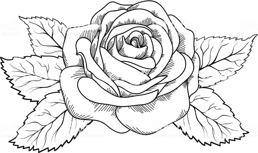 Dibujos para colorear e imprimir Roses