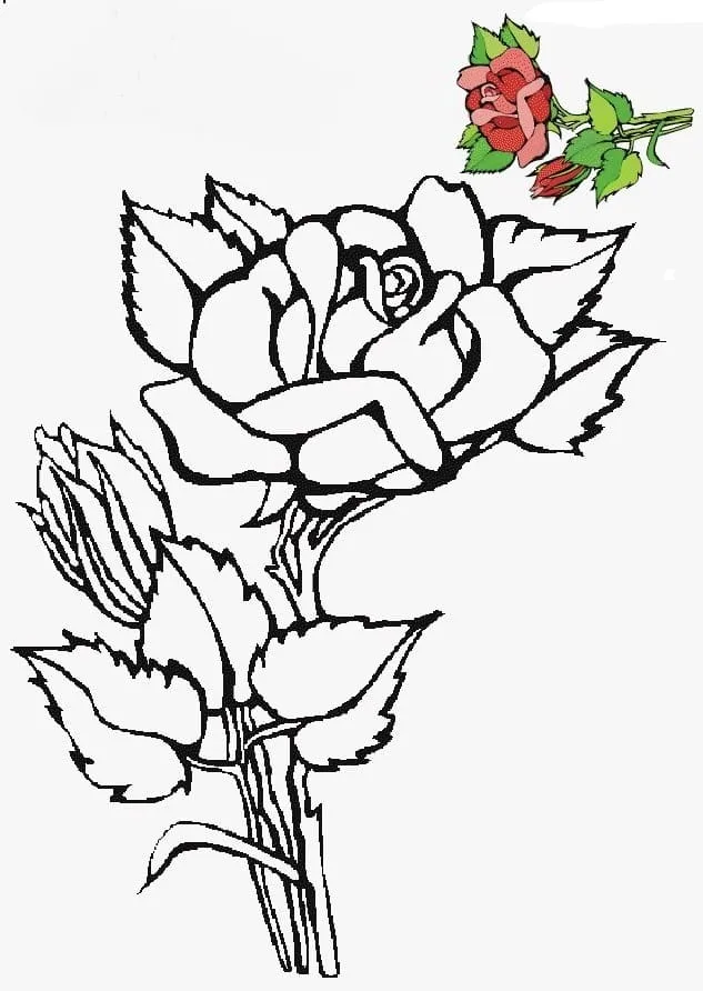 Dibujos para colorear e imprimir Roses