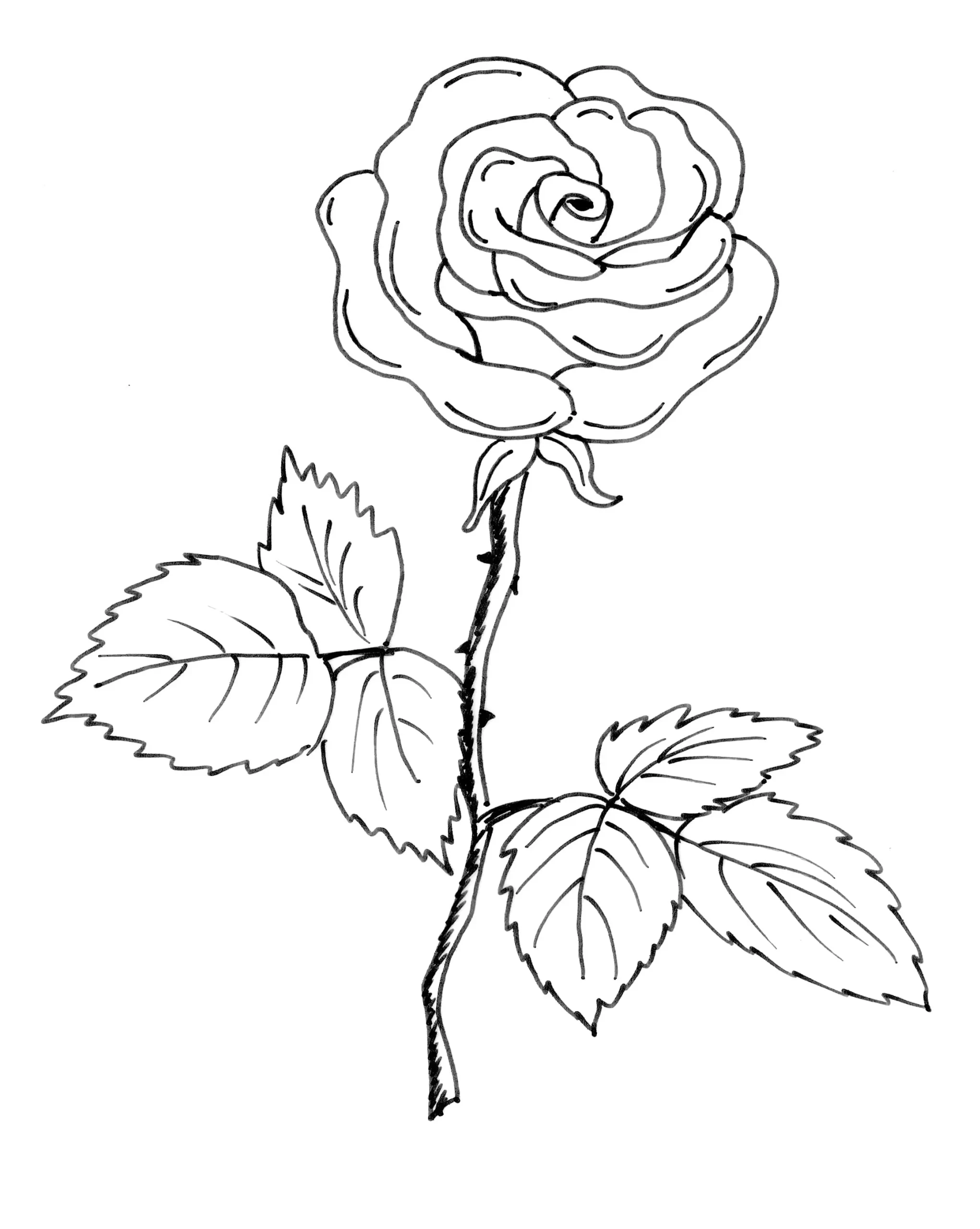 Dibujos para colorear e imprimir Roses