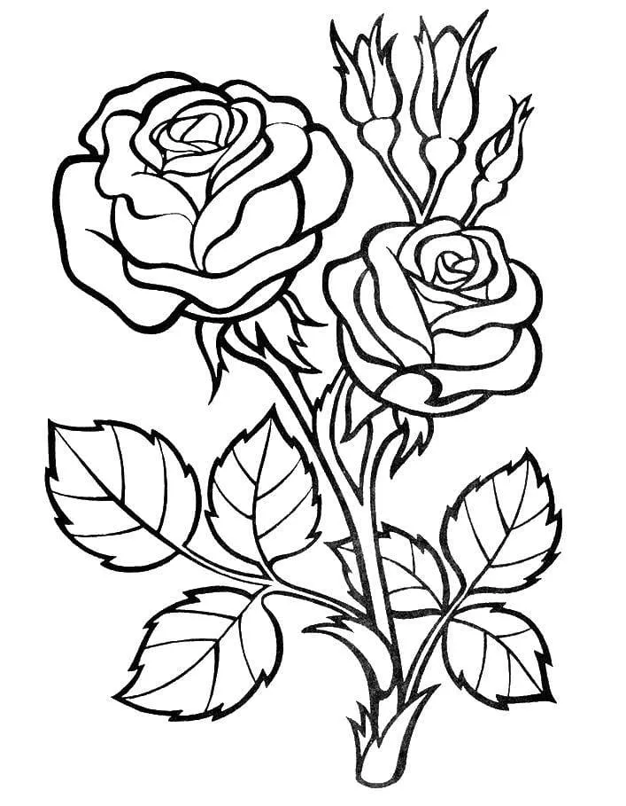 Dibujos para colorear e imprimir Roses