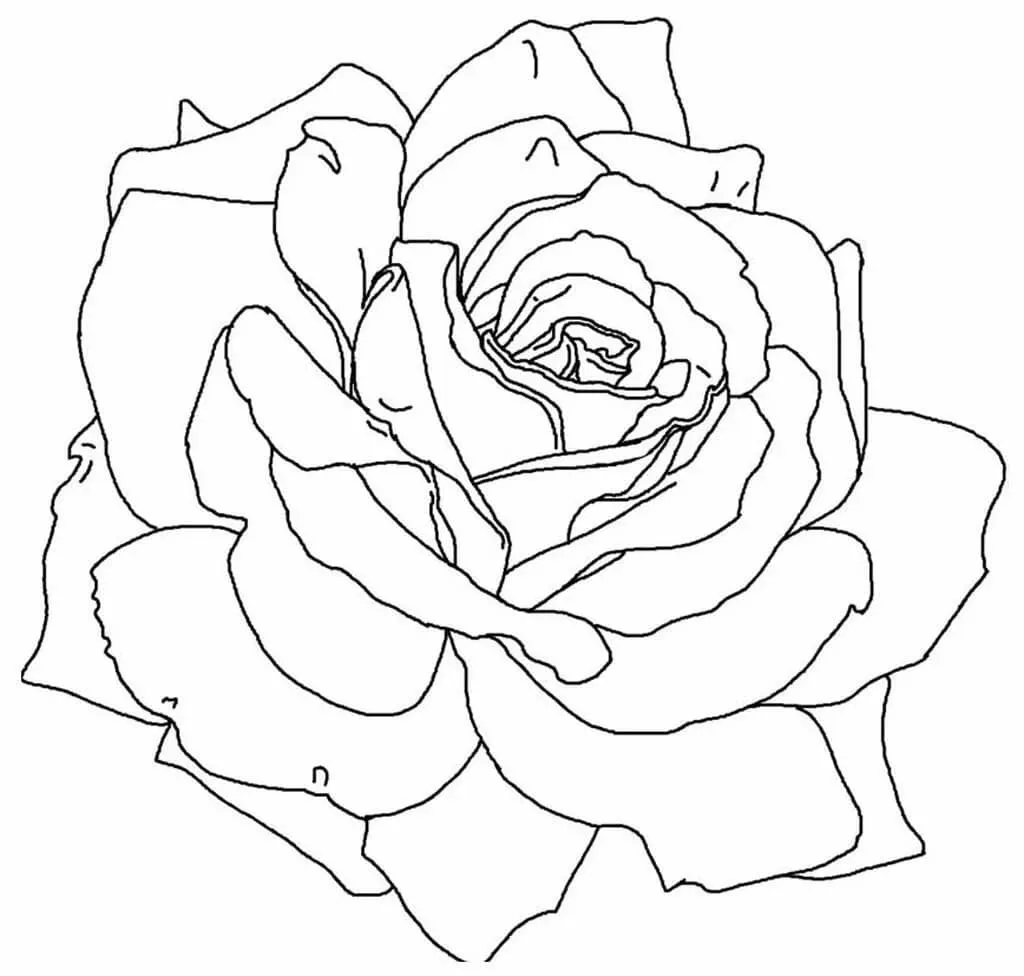 Dibujos para colorear e imprimir Roses