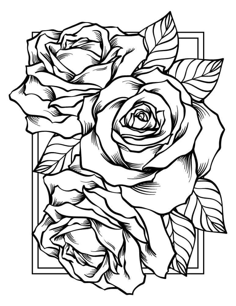 Dibujos para colorear e imprimir Roses