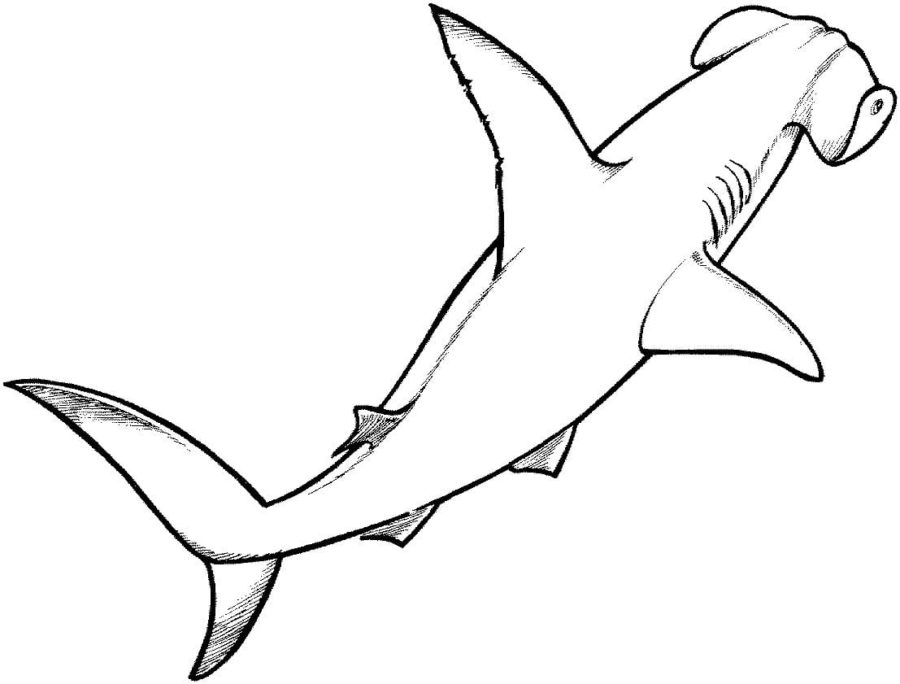 Dibujos para colorear e imprimir Sharks