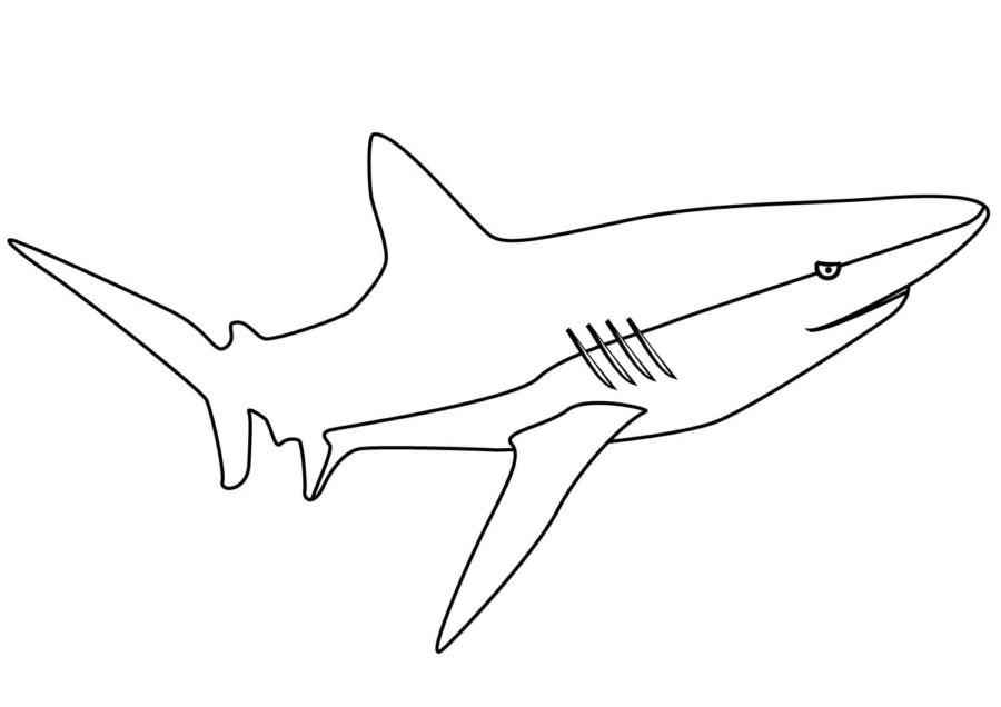 Dibujos para colorear e imprimir Sharks