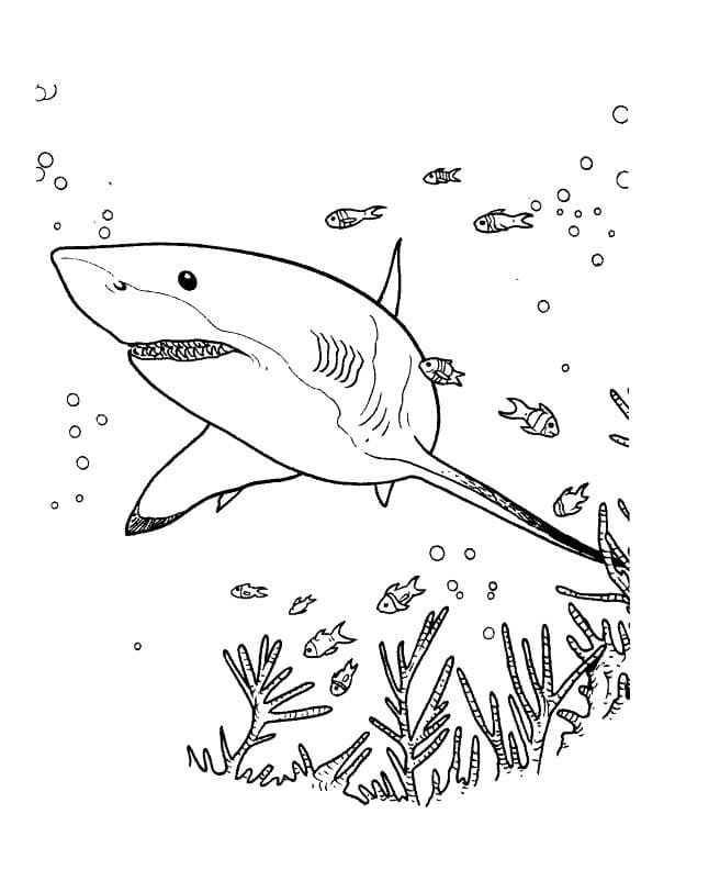 Dibujos para colorear e imprimir Sharks