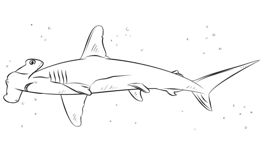 Dibujos para colorear e imprimir Sharks