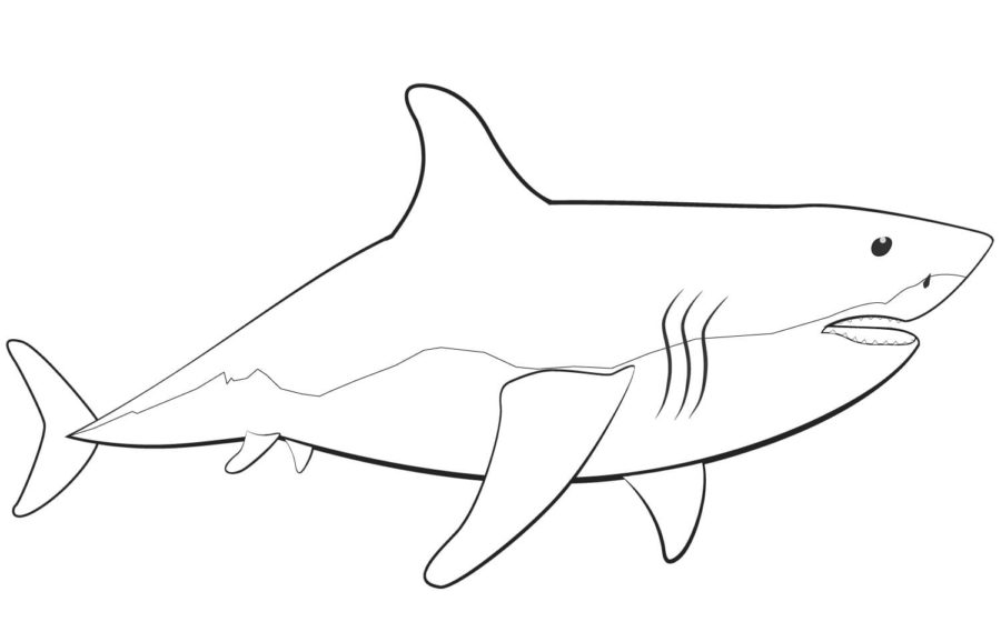 Dibujos para colorear e imprimir Sharks