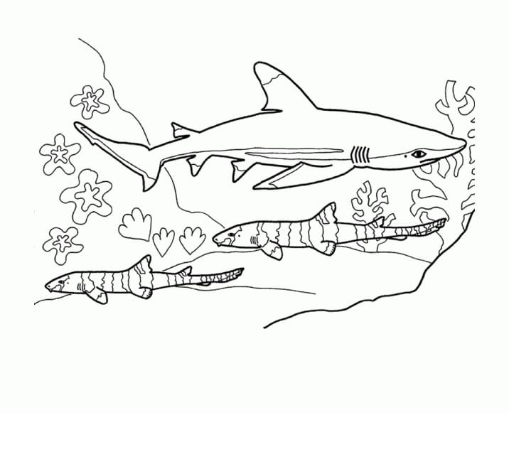 Dibujos para colorear e imprimir Sharks