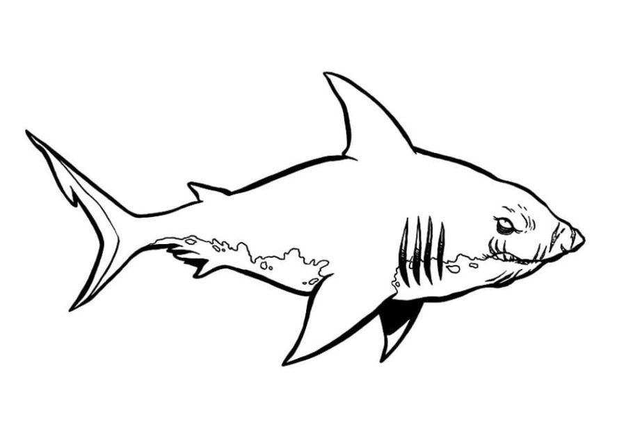 Dibujos para colorear e imprimir Sharks