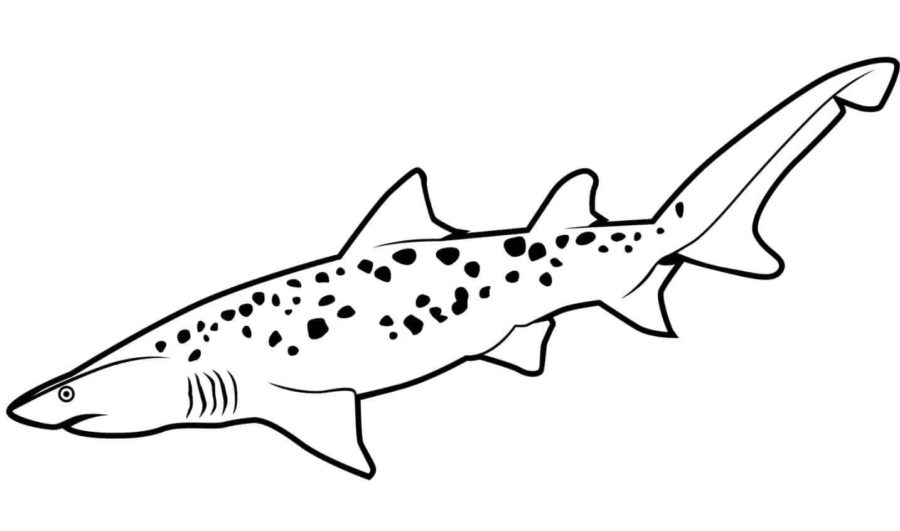 Dibujos para colorear e imprimir Sharks