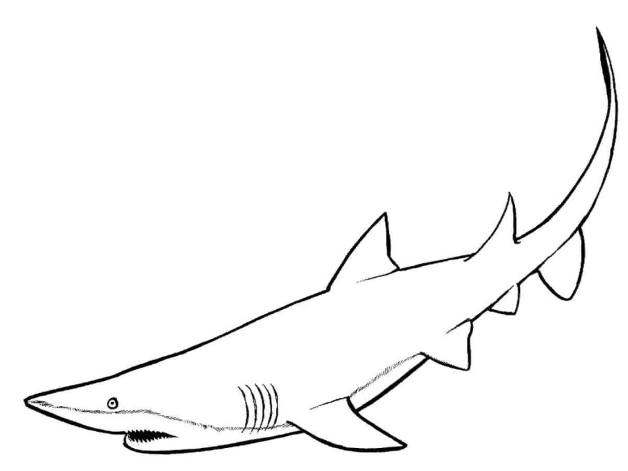 Dibujos para colorear e imprimir Sharks