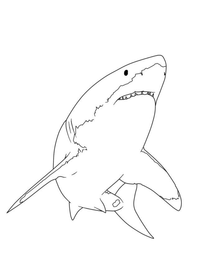 Dibujos para colorear e imprimir Sharks