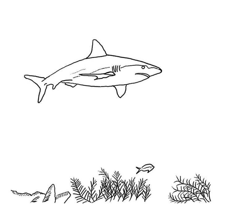 Dibujos para colorear e imprimir Sharks