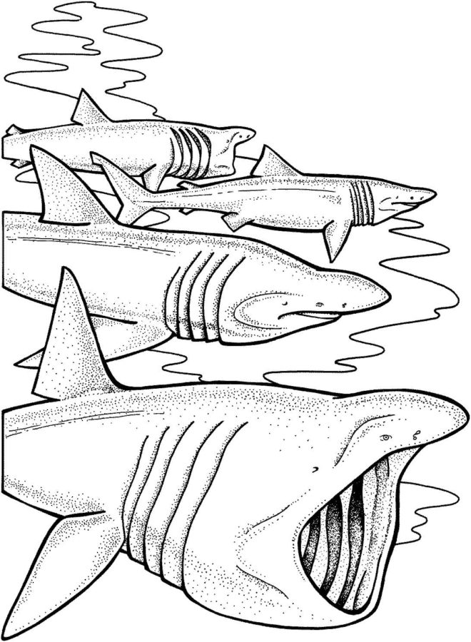 Dibujos para colorear e imprimir Sharks