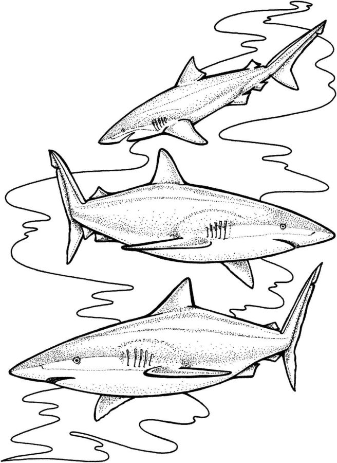 Dibujos para colorear e imprimir Sharks