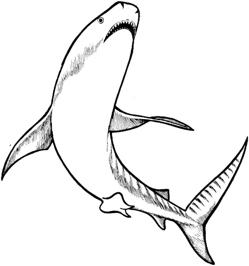 Dibujos para colorear e imprimir Sharks