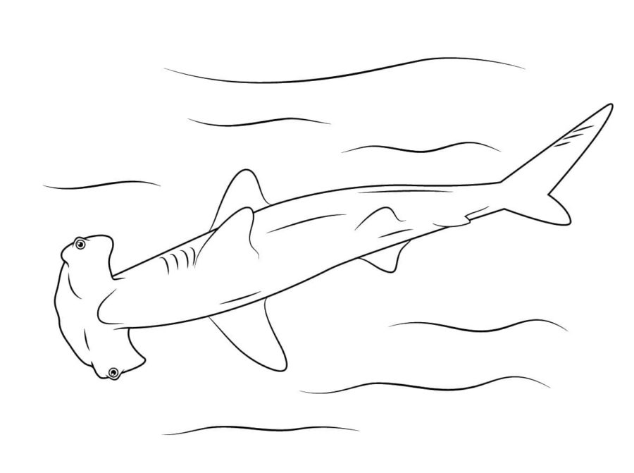 Dibujos para colorear e imprimir Sharks