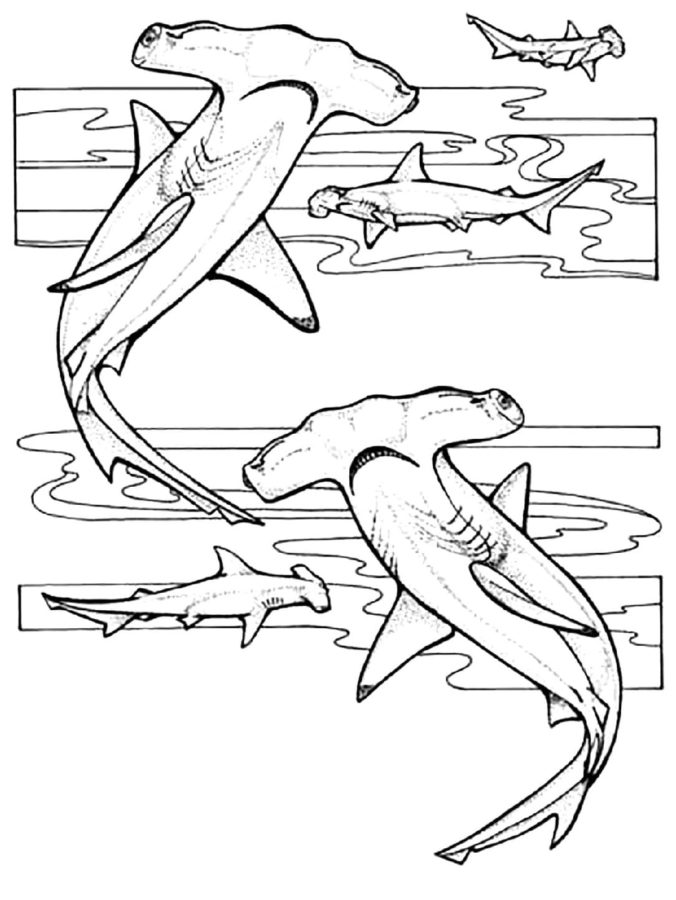 Dibujos para colorear e imprimir Sharks