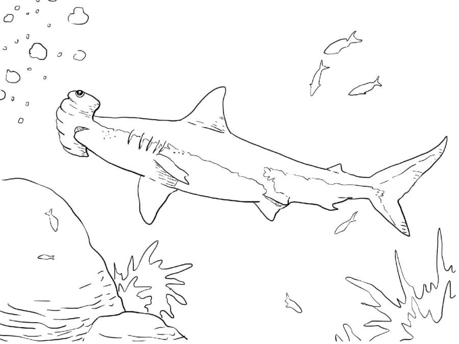 Dibujos para colorear e imprimir Sharks