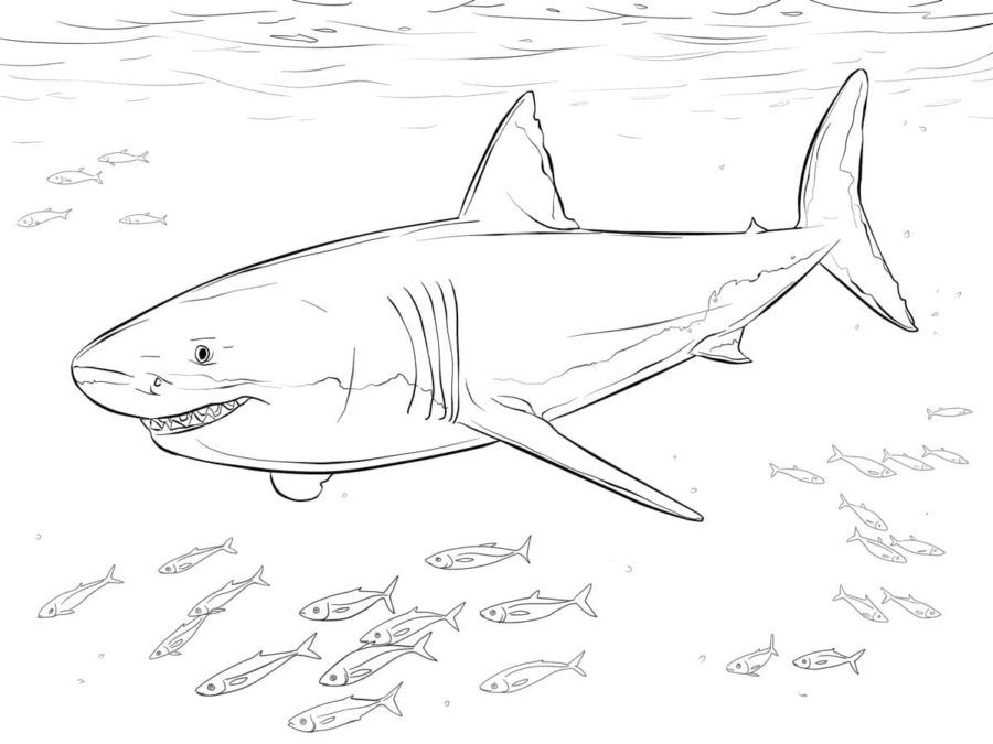 Dibujos para colorear e imprimir Sharks