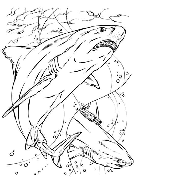 Dibujos para colorear e imprimir Sharks