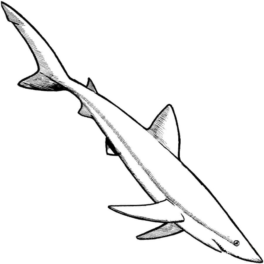 Dibujos para colorear e imprimir Sharks