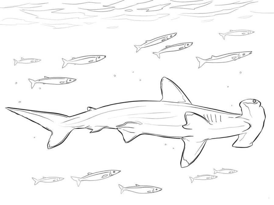 Dibujos para colorear e imprimir Sharks